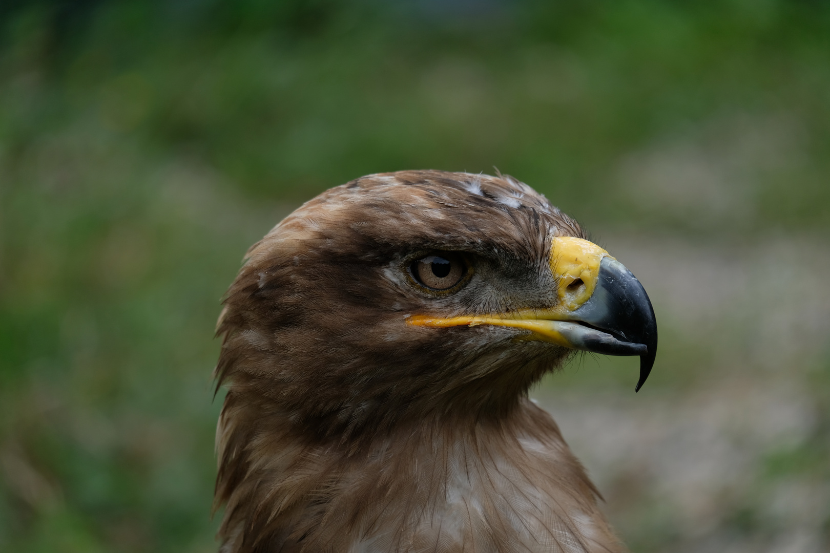 Bussard