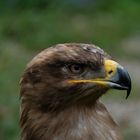 Bussard