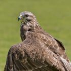 Bussard