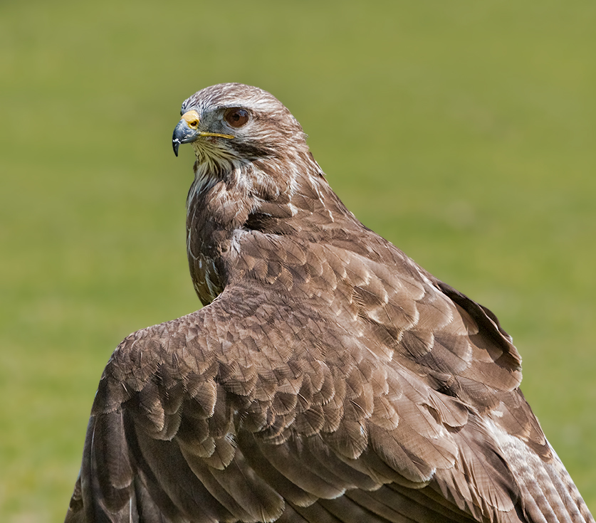 Bussard