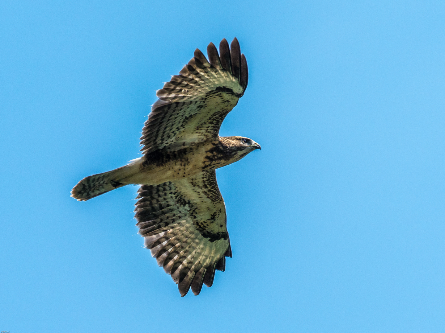 Bussard