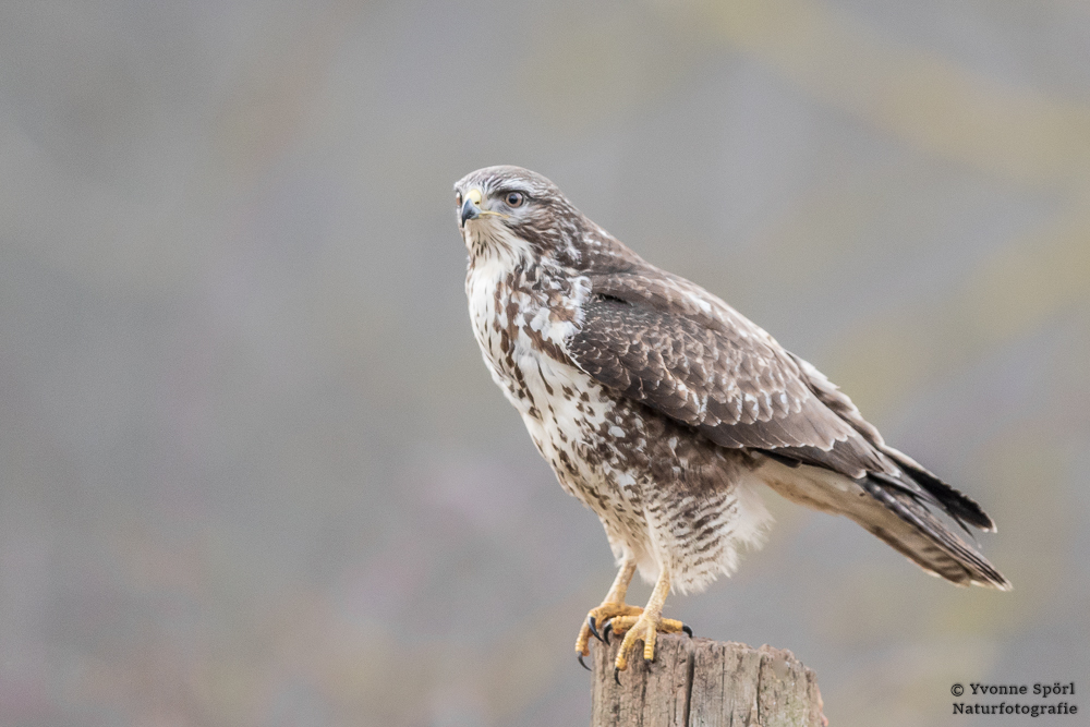 Bussard