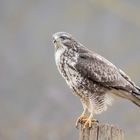 Bussard