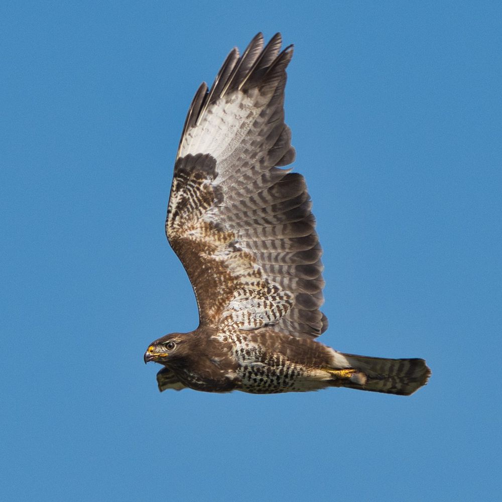 Bussard