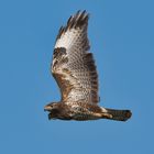 Bussard