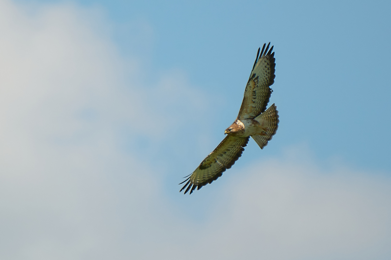 Bussard