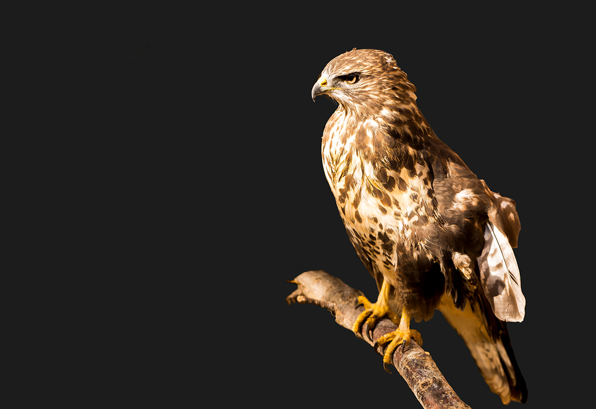 Bussard