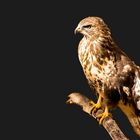 Bussard