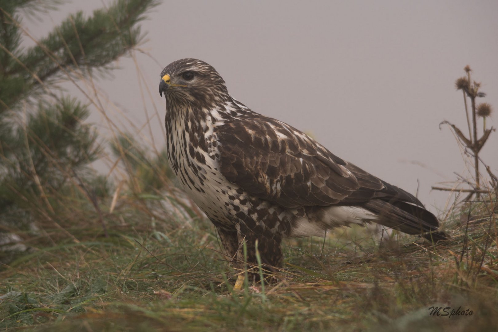 Bussard