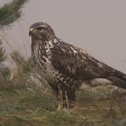 Bussard