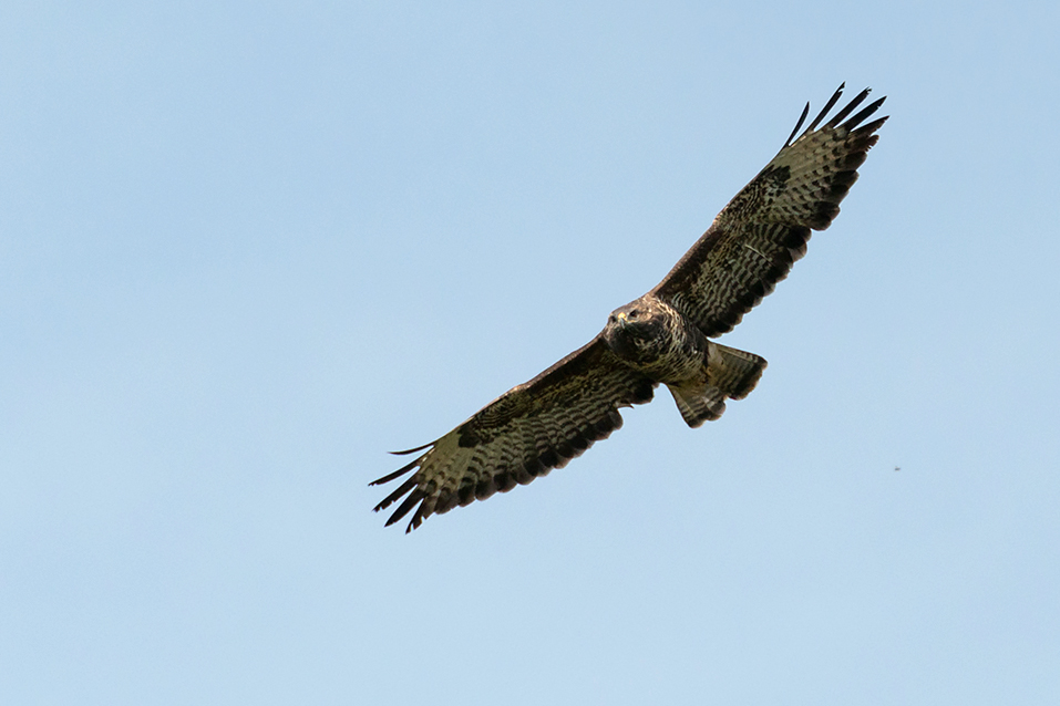 Bussard