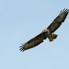 Bussard