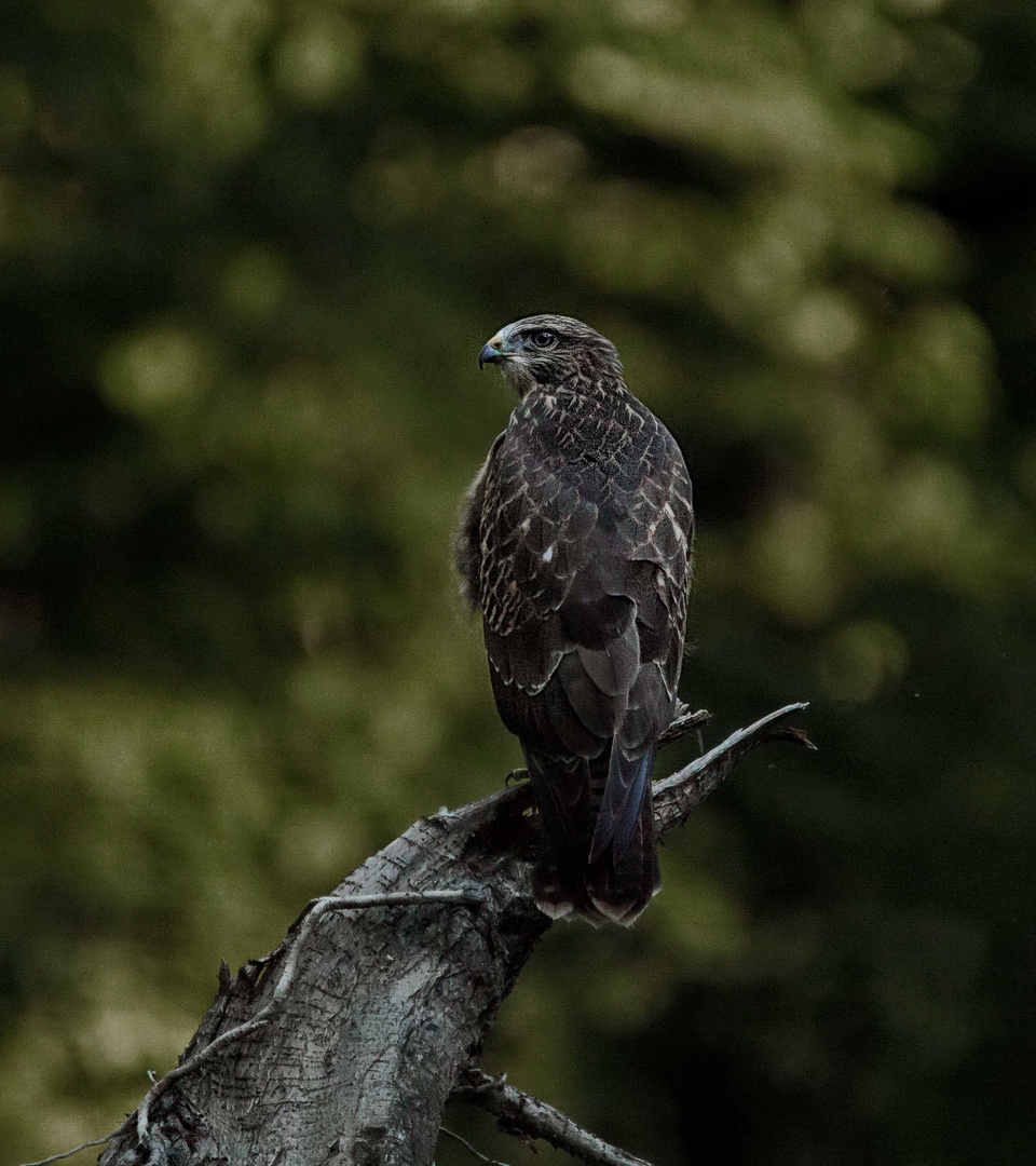 Bussard