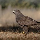 Bussard