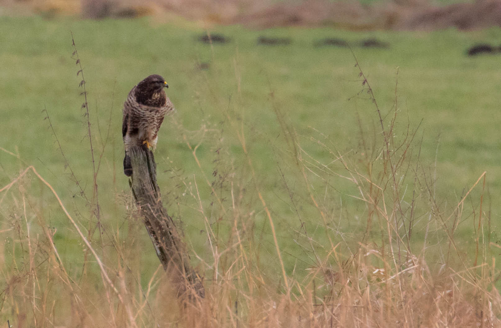 Bussard