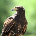 Bussard