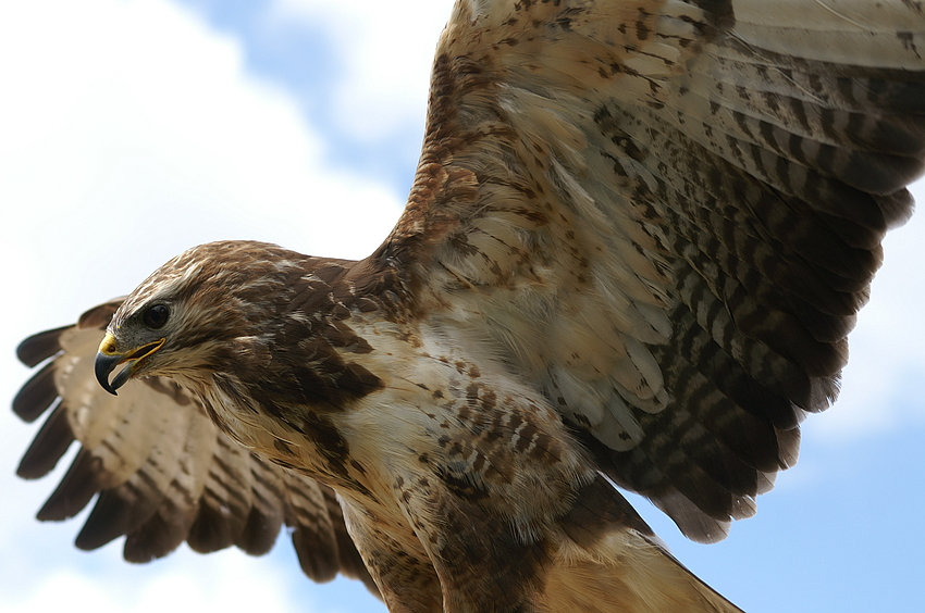 Bussard