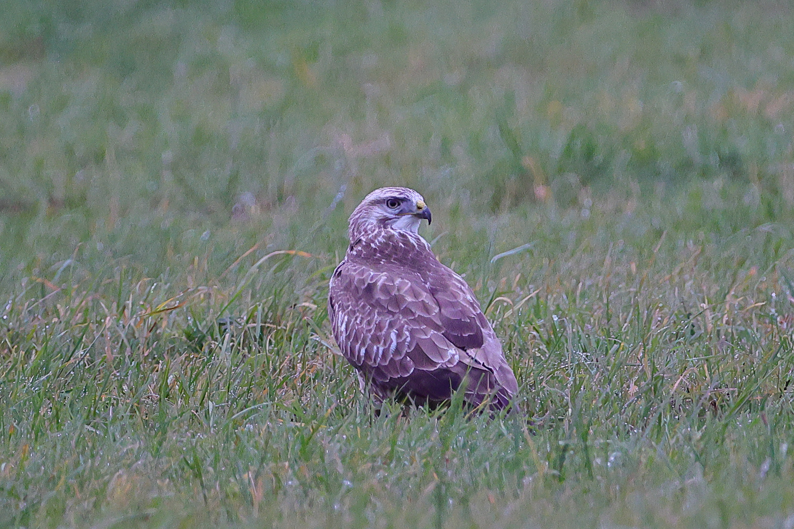 Bussard