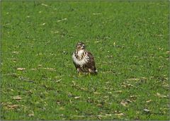 Bussard