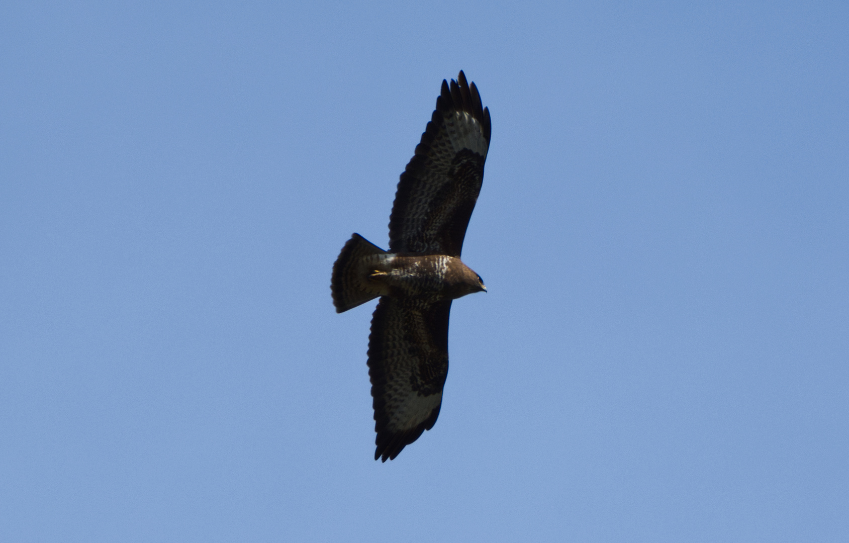 Bussard