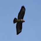 Bussard