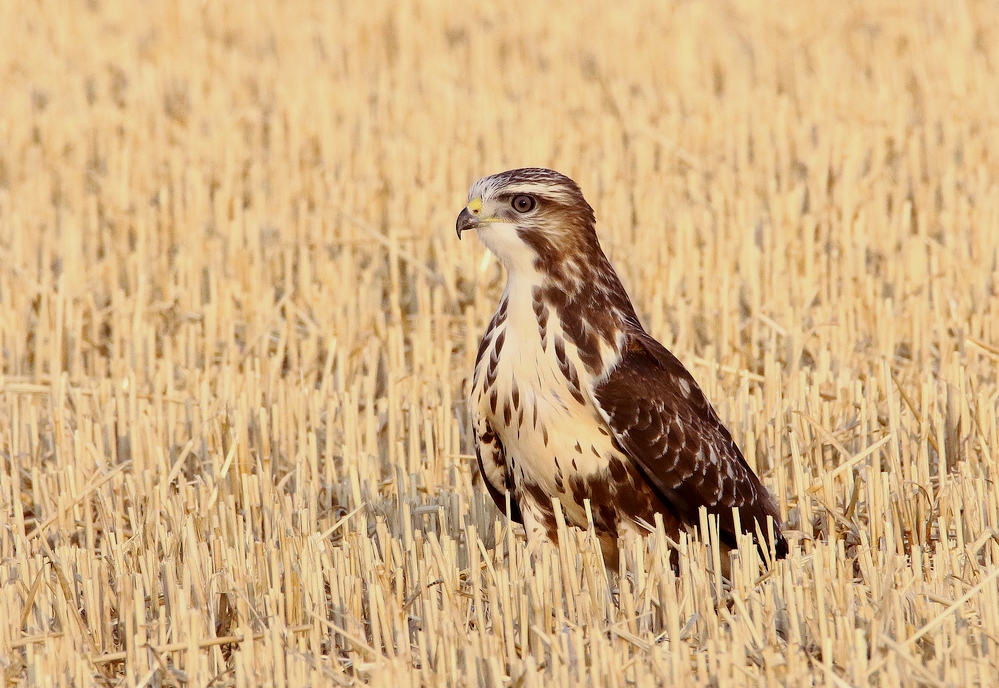 Bussard