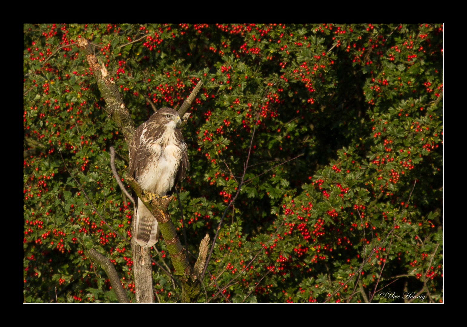 Bussard