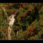 Bussard