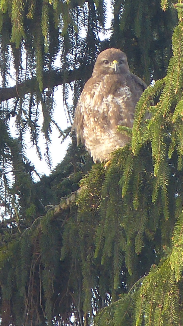 Bussard