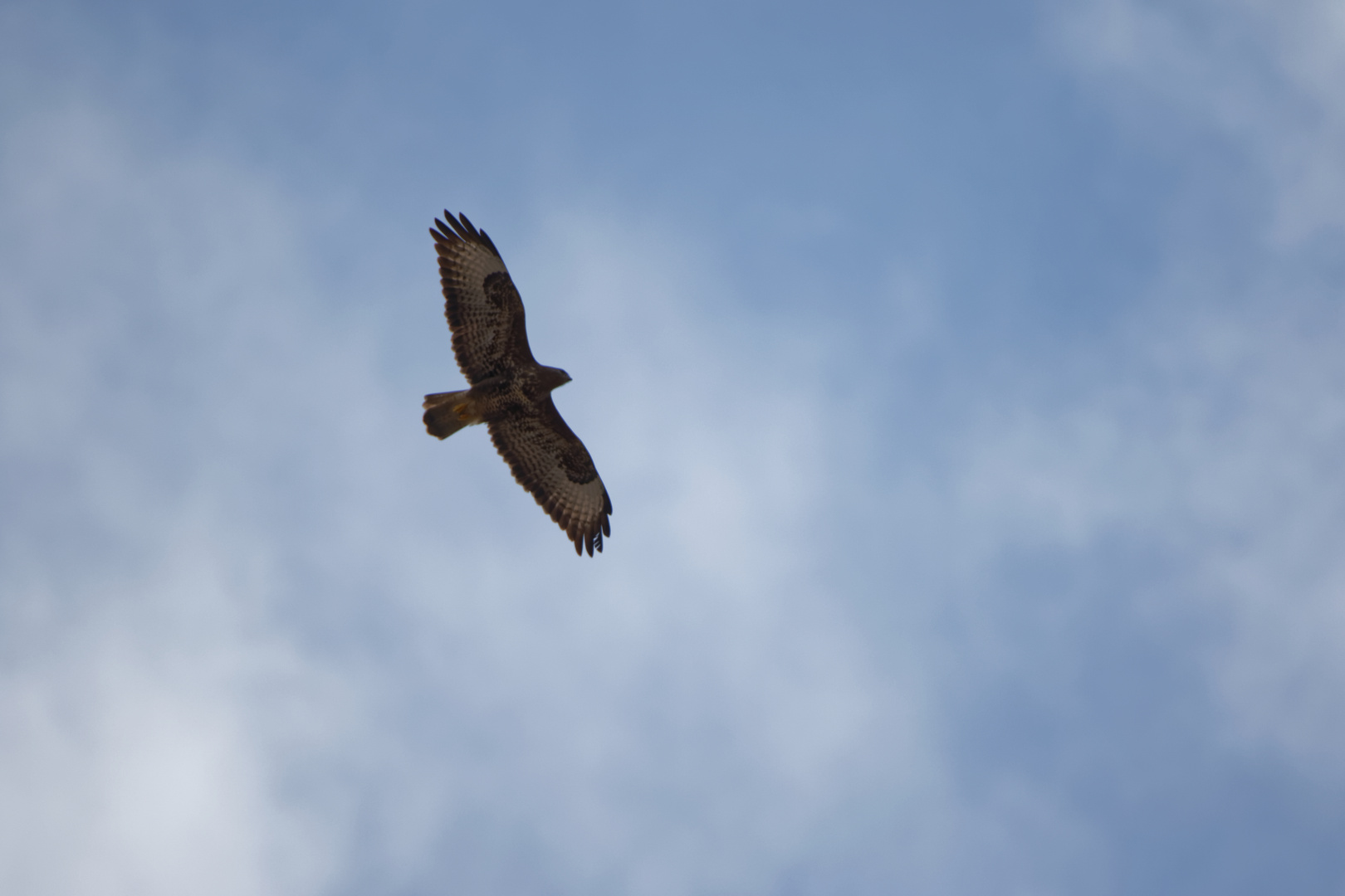 Bussard