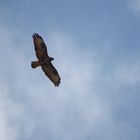 Bussard