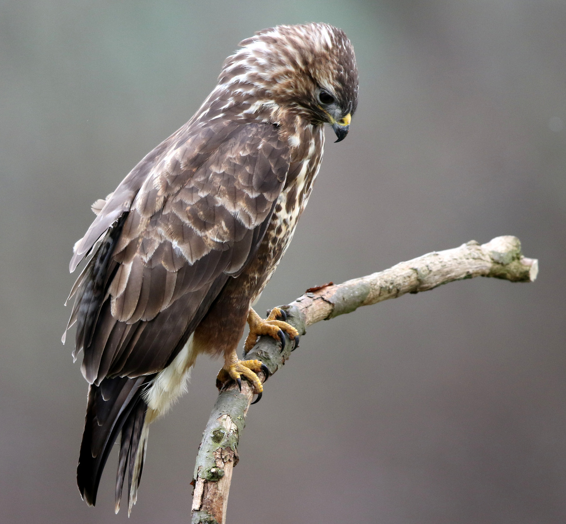 Bussard