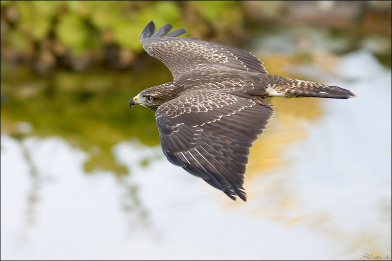 Bussard