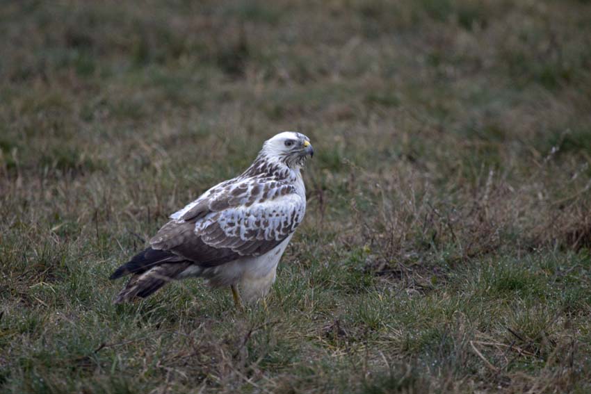 Bussard