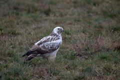 Bussard