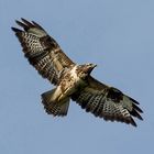 Bussard