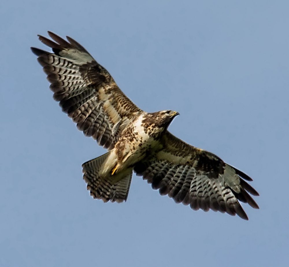 Bussard