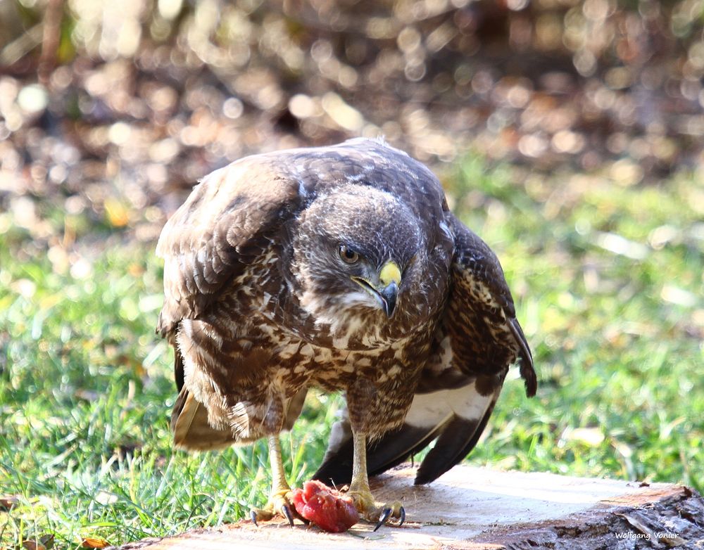 Bussard