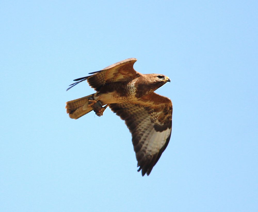 Bussard