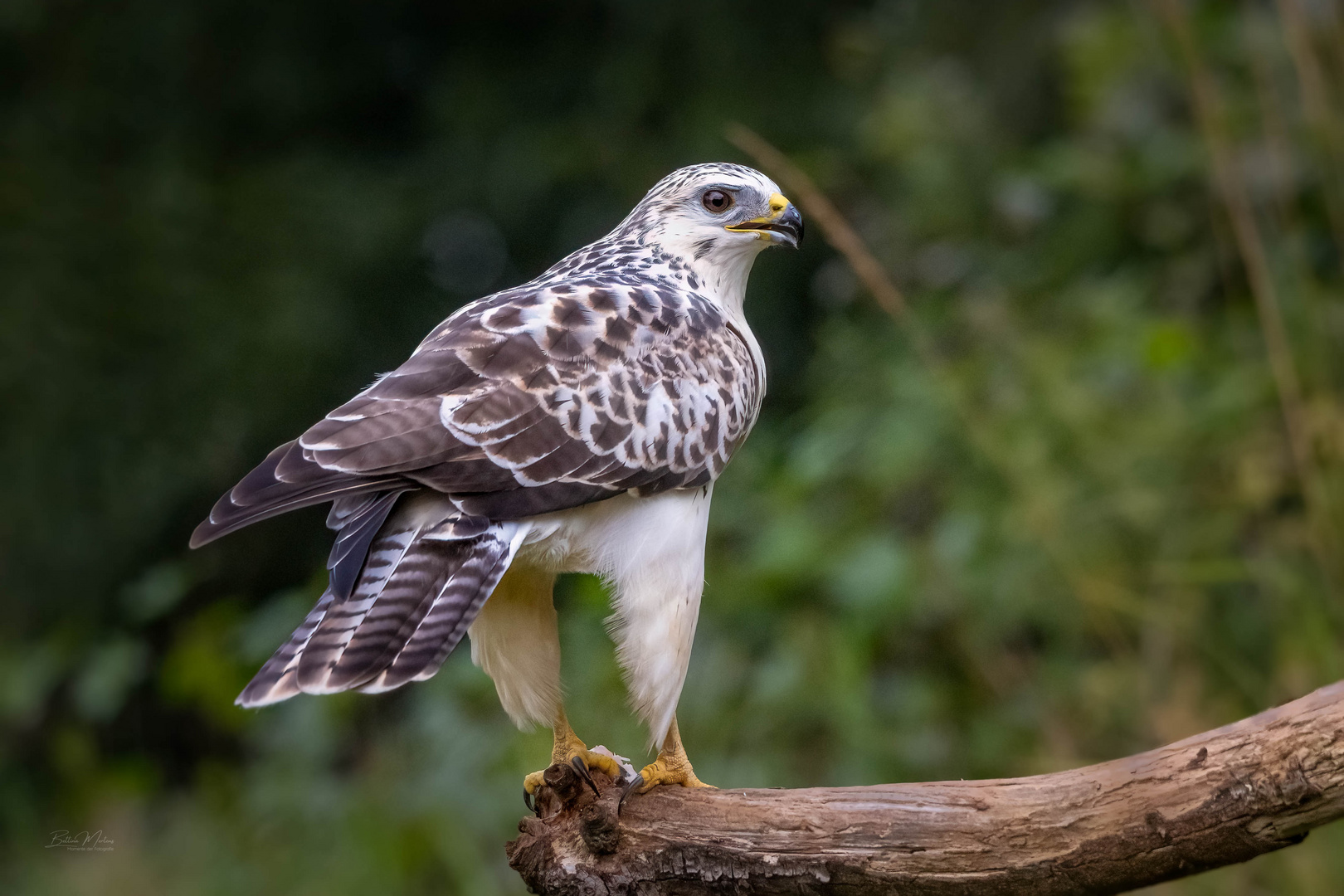 Bussard