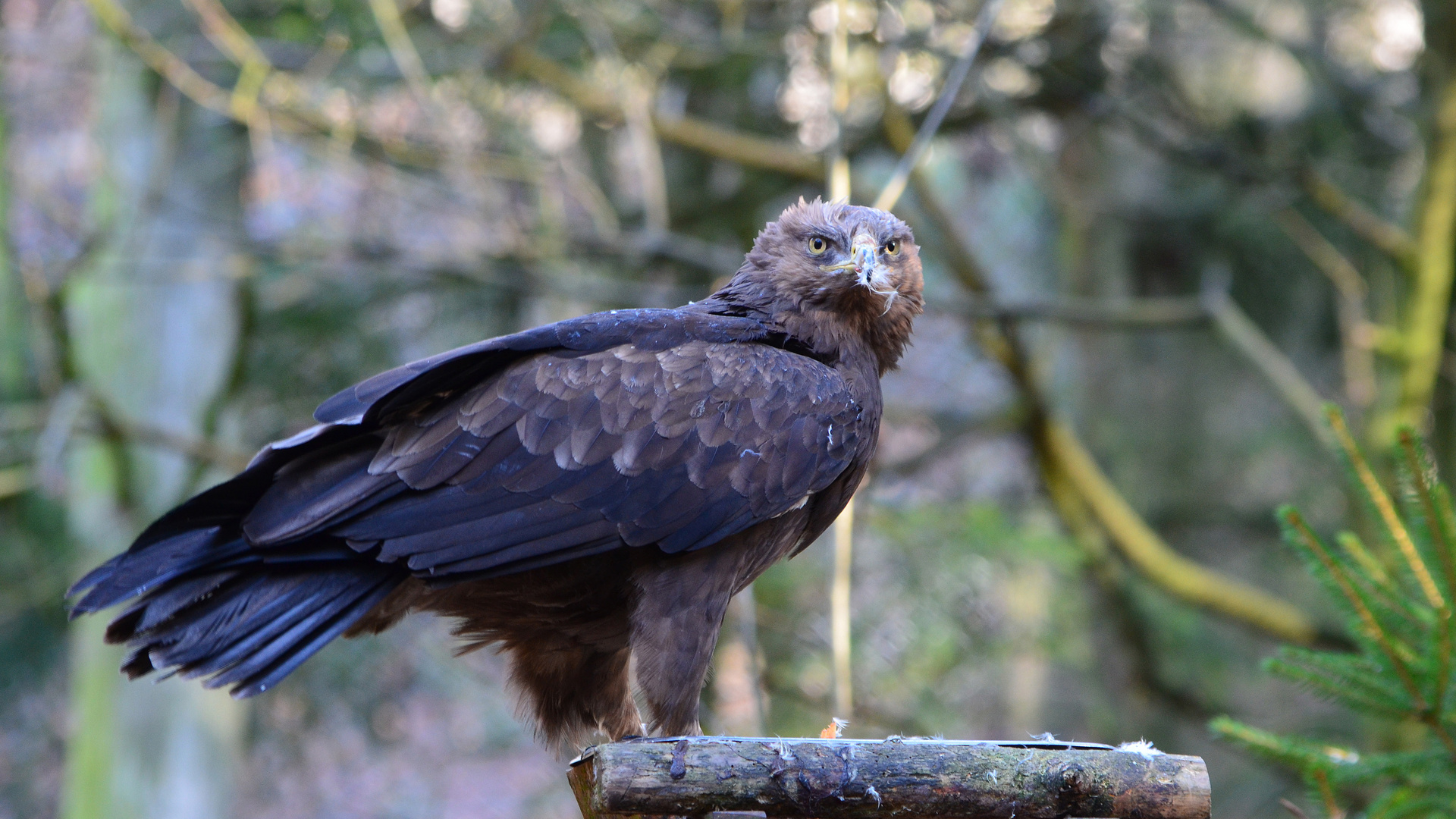 Bussard