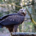 Bussard