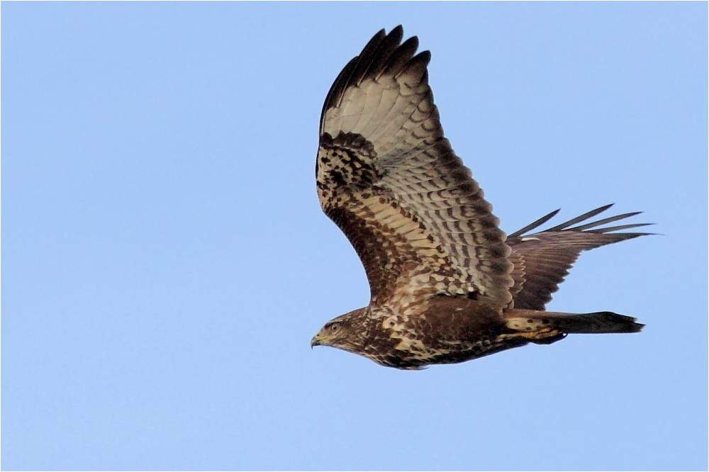 Bussard