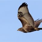 Bussard