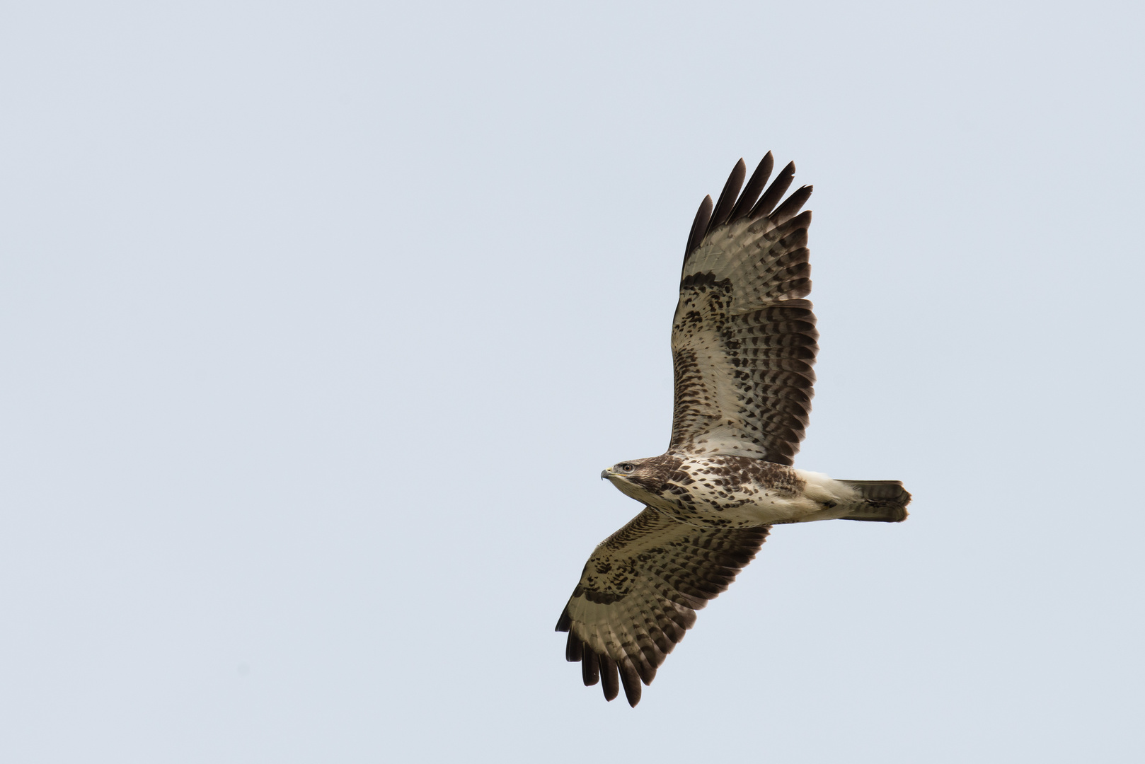 Bussard