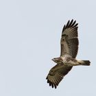 Bussard