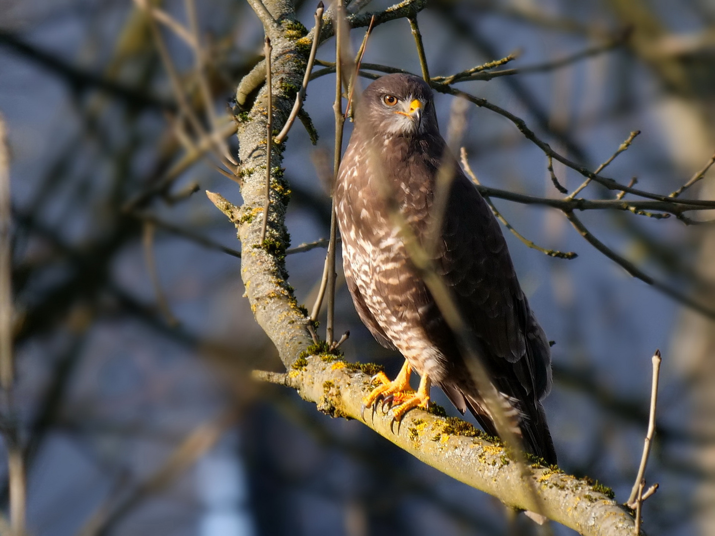 Bussard