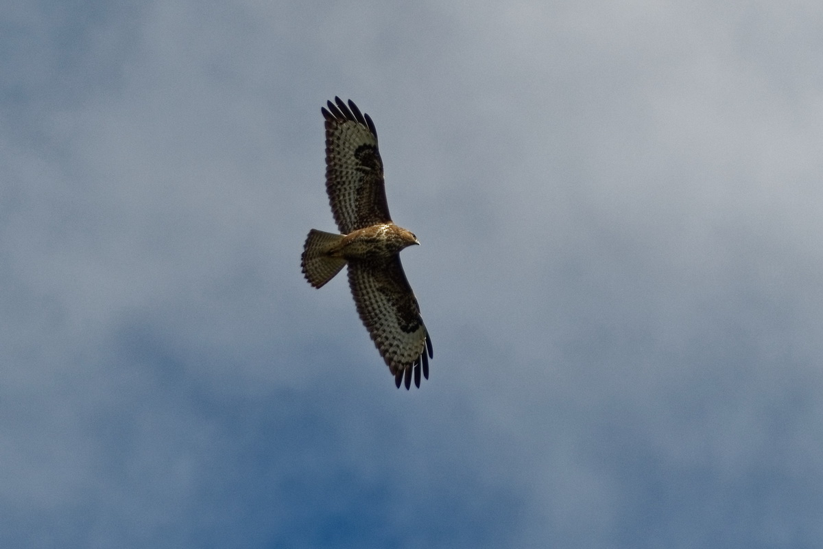 Bussard