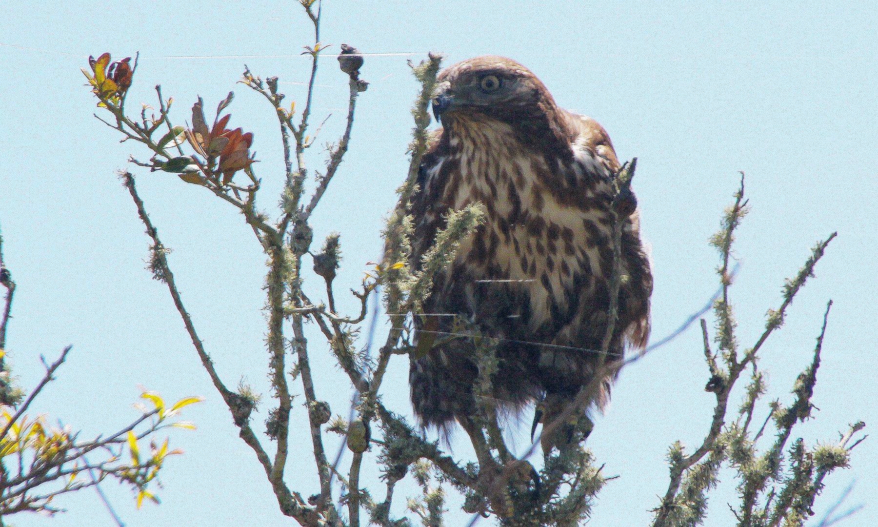 Bussard