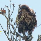 Bussard